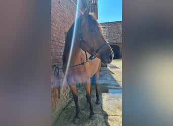 Lusitano Mix, Mare, 3 years, 15.1 hh, Brown