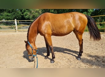 Lusitano Mix, Mare, 3 years, 15.1 hh, Brown