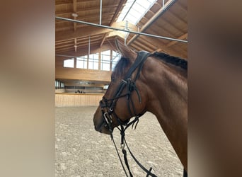 Lusitano, Mare, 3 years, 15.1 hh, Brown