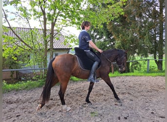 Lusitano, Mare, 3 years, 15.1 hh, Brown
