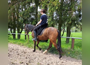Lusitano, Mare, 3 years, 15.1 hh, Brown