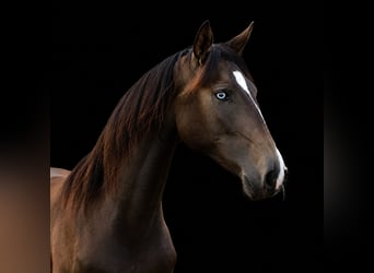 Lusitano, Mare, 3 years, 15.1 hh, Buckskin