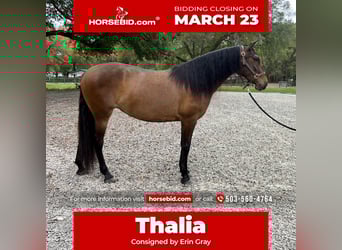 Lusitano, Mare, 3 years, 15.2 hh, Bay