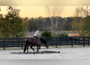 Lusitano, Mare, 3 years, 15.2 hh, Bay