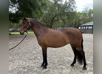 Lusitano, Mare, 3 years, 15.2 hh, Bay
