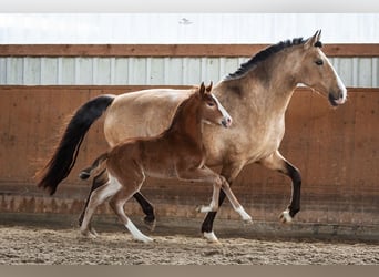 Lusitanos, Stute, 3 Jahre, 15,2 hh, Brauner