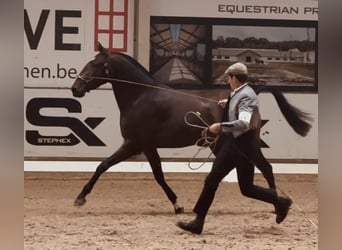 Lusitano, Mare, 3 years, 15.2 hh, Brown