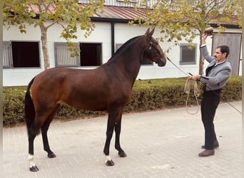 Lusitano, Mare, 3 years, 15.2 hh, Brown
