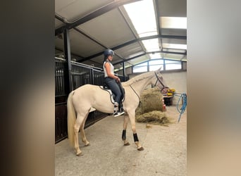 Lusitano Mix, Mare, 3 years, 15.2 hh, Cremello