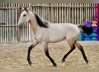 Lusitano, Mare, 3 years, 15,2 hh, Dun