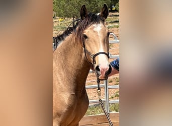 Lusitano, Mare, 3 years, 15,2 hh, Dun