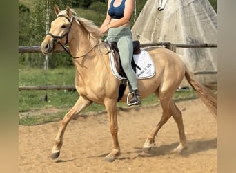 Lusitano, Mare, 3 years, 15.2 hh, Dunalino