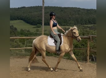 Lusitano, Mare, 3 years, 15.2 hh, Dunalino