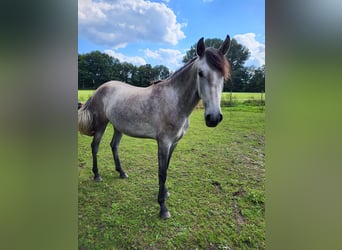 Lusitano, Mare, 3 years, 15,2 hh, Gray-Dapple