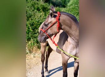 Lusitano Mix, Mare, 3 years, 15.2 hh, Grullo