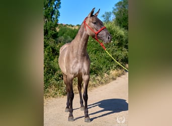 Lusitano Mix, Mare, 3 years, 15.2 hh, Grullo