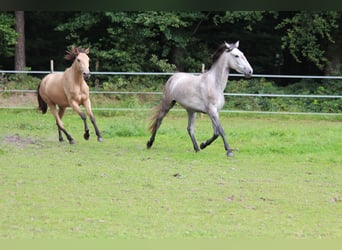 Lusitanos, Stute, 3 Jahre, 15,2 hh