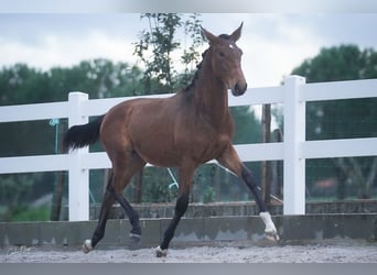 Lusitano, Mare, 3 years, 15.3 hh, Bay