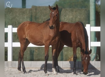 Lusitano, Mare, 3 years, 15.3 hh, Bay