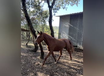 Lusitano, Mare, 3 years, 15,3 hh, Chestnut