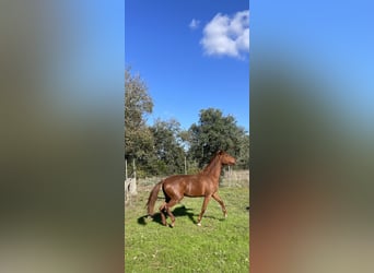 Lusitano, Mare, 3 years, 15,3 hh, Chestnut