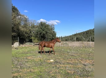 Lusitano, Mare, 3 years, 15,3 hh, Chestnut