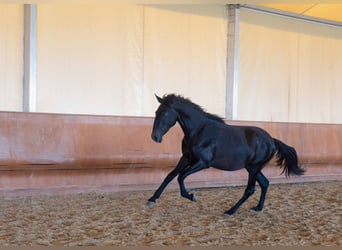 Lusitano, Mare, 3 years, 15 hh, Can be white