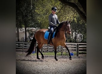 Lusitano, Mare, 3 years, 15,2 hh, Bay