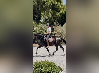 Lusitano, Mare, 3 years, 15,2 hh, Black