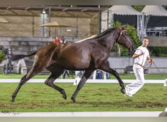 Lusitano, Mare, 3 years, 15,2 hh, Black