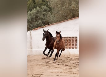Lusitano, Mare, 3 years, 15,2 hh, Black
