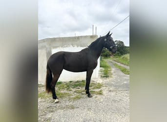 Lusitano, Mare, 3 years, 15,2 hh, Black