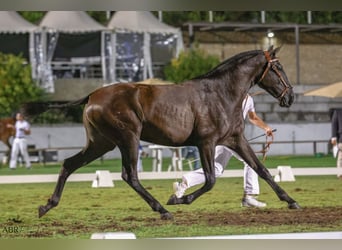 Lusitano, Mare, 3 years, 15,2 hh, Black