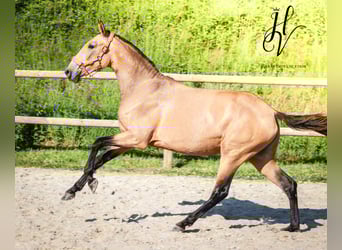 Lusitano, Mare, 3 years, 15,2 hh, Dun