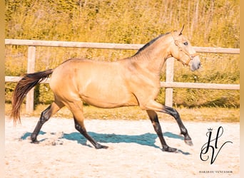 Lusitano, Mare, 3 years, 15,2 hh, Dun