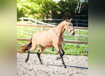 Lusitano, Mare, 3 years, 15,2 hh, Dun