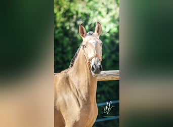 Lusitano, Mare, 3 years, 15,2 hh, Dun