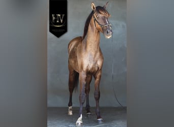 Lusitano, Mare, 3 years, 15,2 hh, Dun