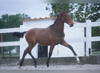 Lusitano, Mare, 3 years, 15,3 hh, Bay