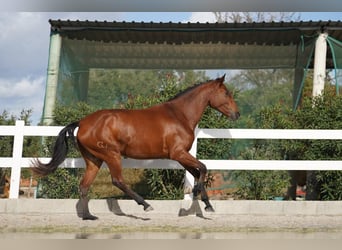 Lusitano, Mare, 3 years, 16,1 hh, Bay