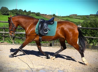 Lusitano, Mare, 3 years, 16.1 hh, Brown