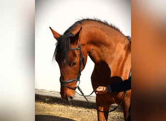 Lusitano, Mare, 3 years, 16.1 hh, Brown