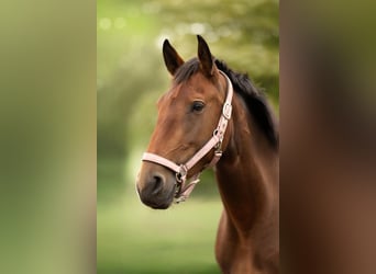 Lusitano, Mare, 3 years, 16 hh, Brown Lusitano, Mare, 3 years, 16 hh, Brown