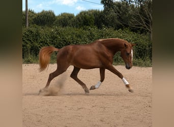 Lusitano, Mare, 3 years, 16 hh, Chestnut-Red