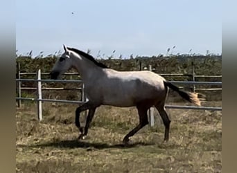 Lusitano, Mare, 3 years, 16 hh, Gray