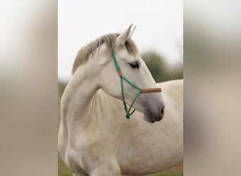 Lusitano, Mare, 3 years, 16 hh, Grey Lusitano, Mare, 3 years, 16 hh, Grey