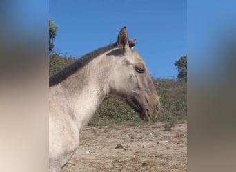 Lusitano, Mare, 3 years, 16 hh, Grullo