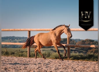 Lusitano, Mare, 3 years, Buckskin