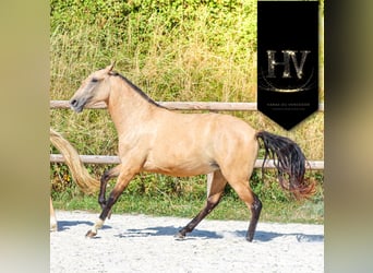 Lusitano, Mare, 3 years, Buckskin