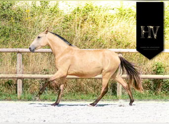Lusitano, Mare, 3 years, Buckskin